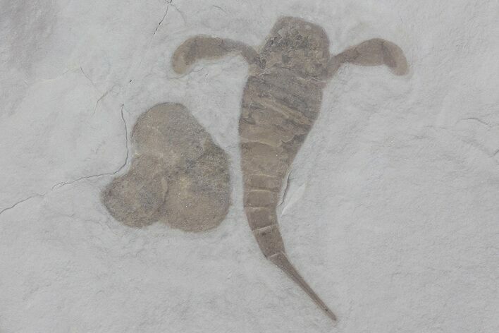 Eurypterus (Sea Scorpion) Fossil - New York #70643